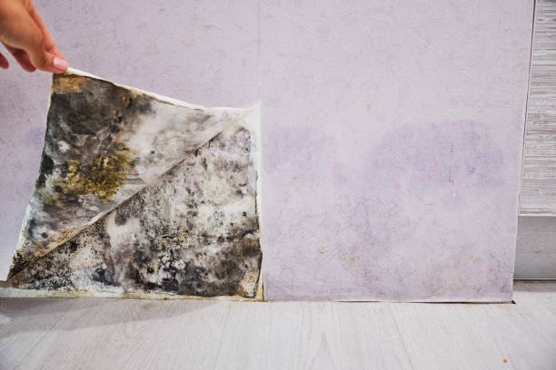 Best Commercial Mold Remediation in Burgaw, NC